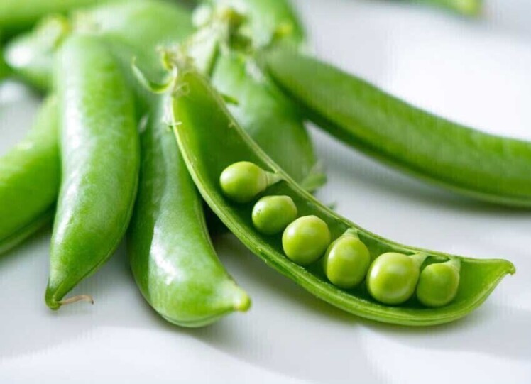 بذر نخود فرنگی